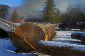 dunbar hardwoods log